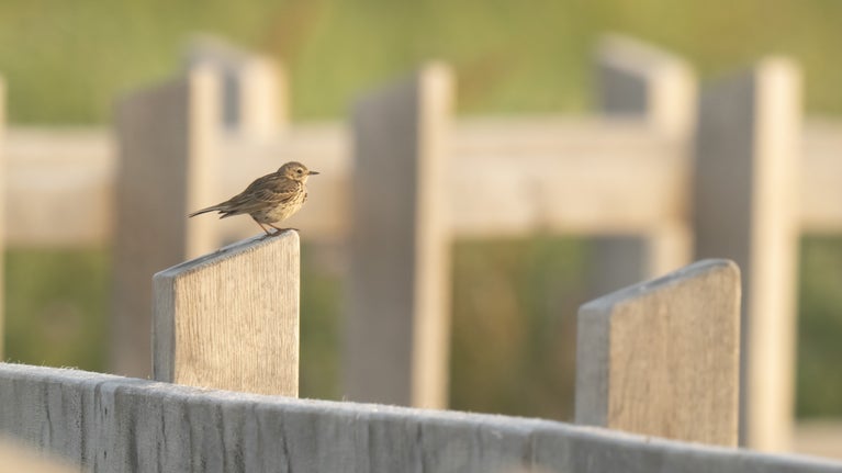 A meadow pipit perched on a wooden boardwalk fence at Sandilands Nature Reserve.